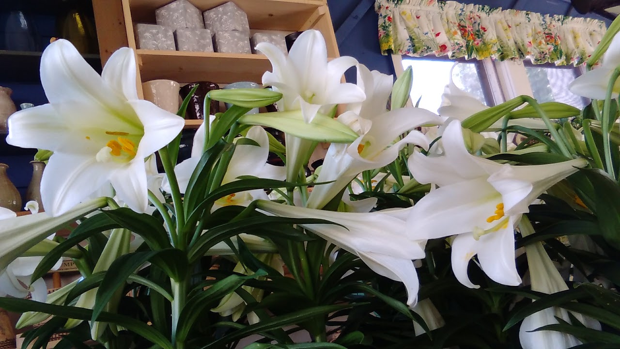 Easter Lilies!