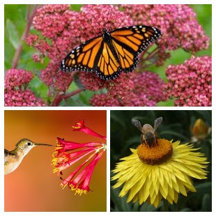 National Pollinator Week