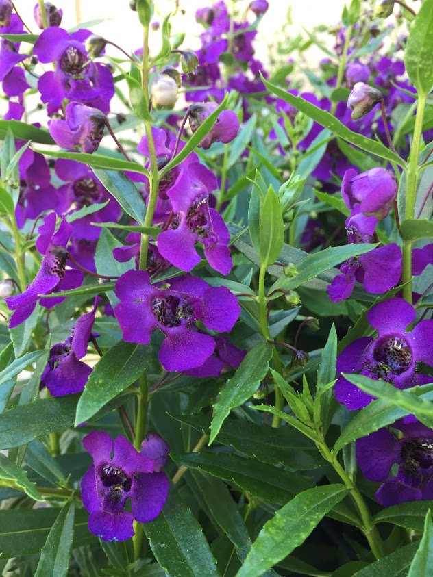 Angelonia - The Summer Snapdragon